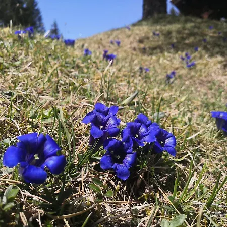Haus Erika 1911 - Alpspitze Сasa de vacaciones *