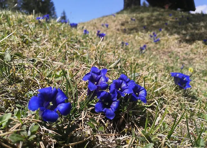 Haus Erika 1911 - Alpspitze Дом отдыха *